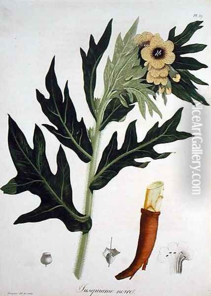 Henbane from Phytographie Medicale Oil Painting - L.F.J. Hoquart