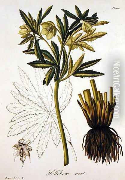 Helleborus Viridis from Phytographie Medicale Oil Painting - L.F.J. Hoquart