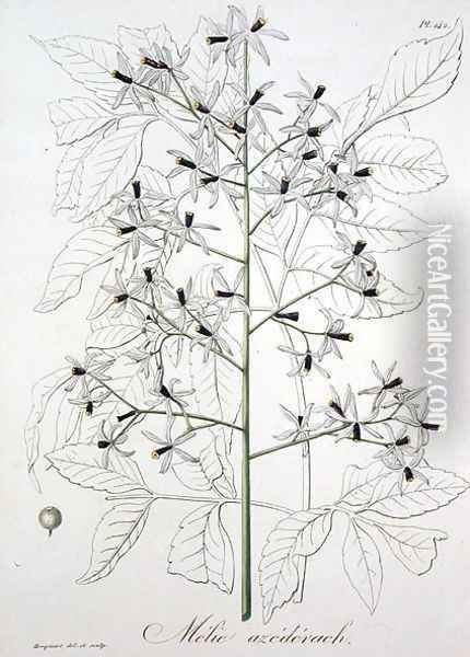 Melia Azedarach from Phytographie Medicale Oil Painting - L.F.J. Hoquart
