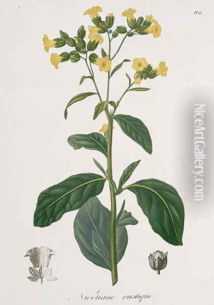 Nicotiana from Phytographie Medicale Oil Painting - L.F.J. Hoquart