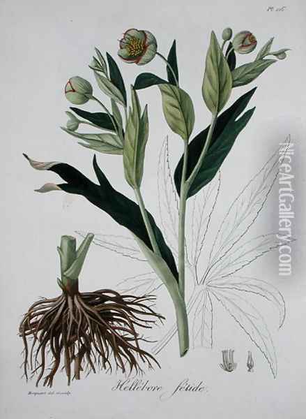 Helleborus Foetidus from Phytographie Medicale Oil Painting - L.F.J. Hoquart