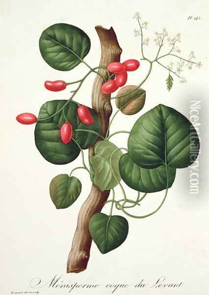 Menispermum from Phytographie Medicale Oil Painting - L.F.J. Hoquart