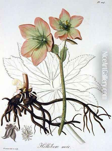 Helleborus Niger from Phytographie Medicale Oil Painting - L.F.J. Hoquart