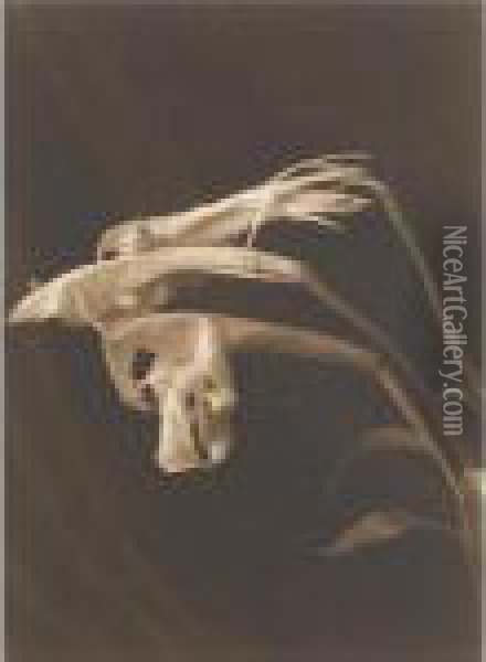 10 Flower Studies, 1990s Oil Painting - Bruce Crane