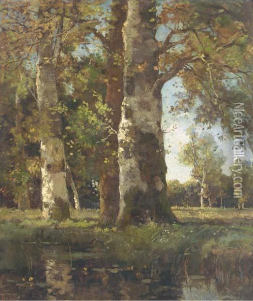 Beuken Stammen: Sunlit Beeches By A Pond Oil Painting - Theophile Emile Achille De Bock