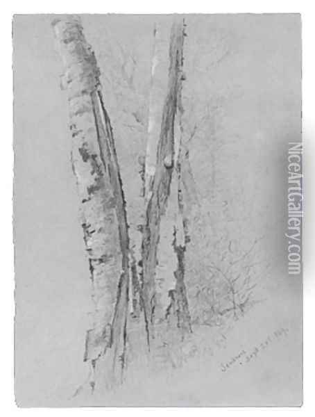 Study of Birch Trunks (Scribners') Oil Painting - Jervis McEntee