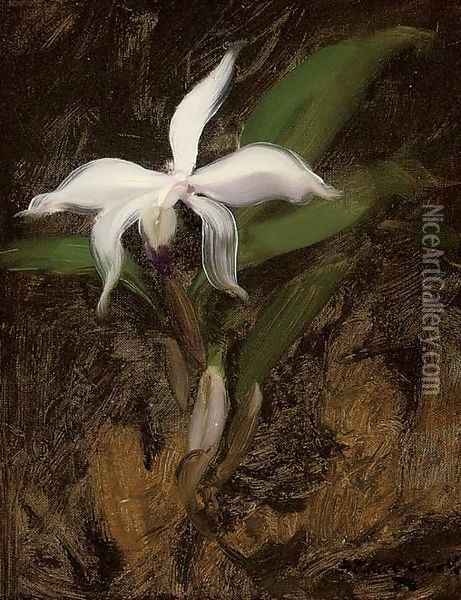 White lily Oil Painting - James Stuart Park