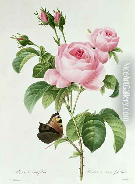 Rosa Centifolia Oil Painting - Pierre-Joseph Redoute