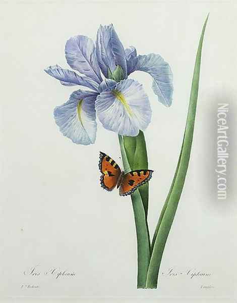 Iris xiphium, engraved by Langlois, from Choix des Plus Belles Fleurs, 1827 Oil Painting - Pierre-Joseph Redoute