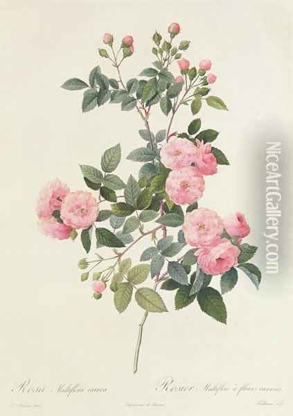 Rosa Multiflora Carnea Oil Painting - Pierre-Joseph Redoute