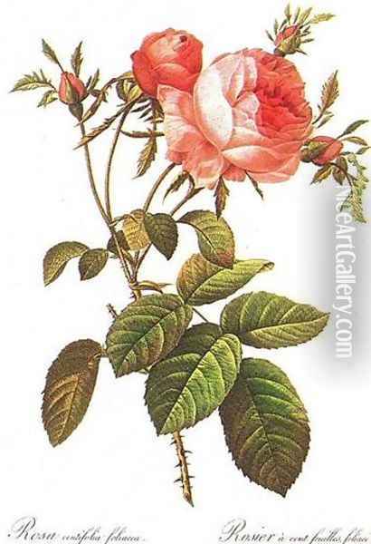 Centifolia Foliacea Oil Painting - Pierre-Joseph Redoute