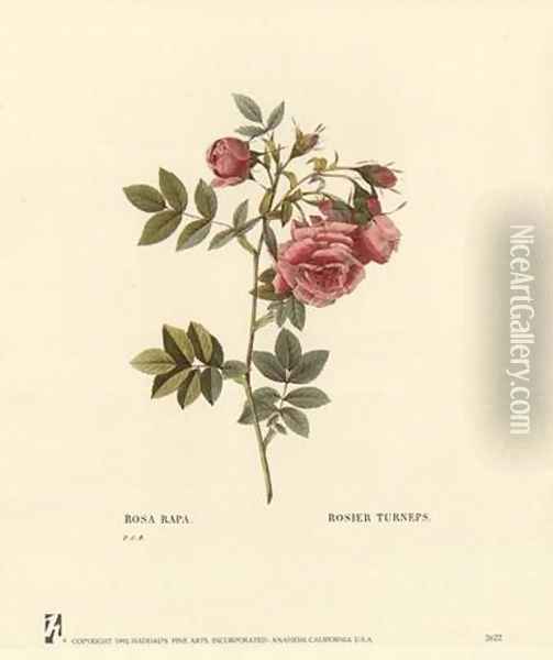 Roses Oil Painting - Pierre-Joseph Redoute