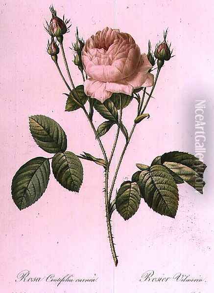 Rosa Centifolia Carnea Oil Painting - Pierre-Joseph Redoute