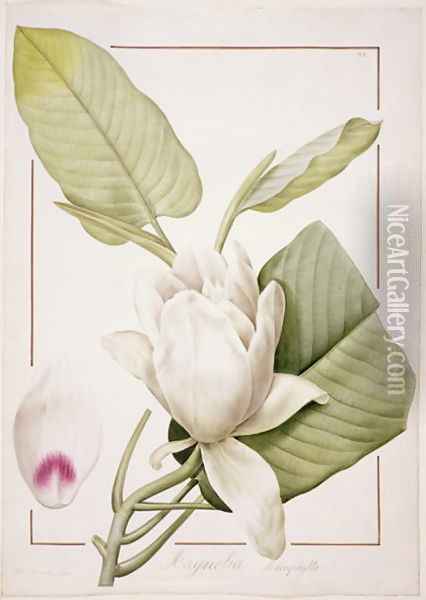 Magnolia macrophylla, 1811 Oil Painting - Pierre-Joseph Redoute
