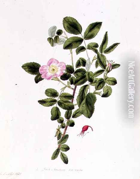 Rosa Acicularis Viridis Oil Painting - Pierre-Joseph Redoute