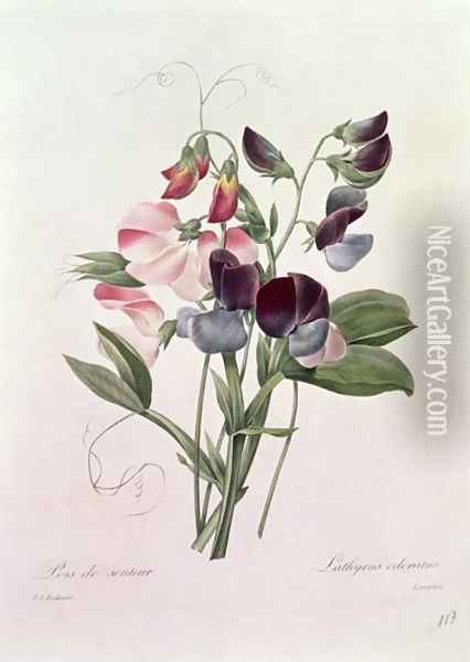 Sweet Peas Lathyrus odoratur from Choix des Plus Belles Fleurs, 1827-33 Oil Painting - Pierre-Joseph Redoute