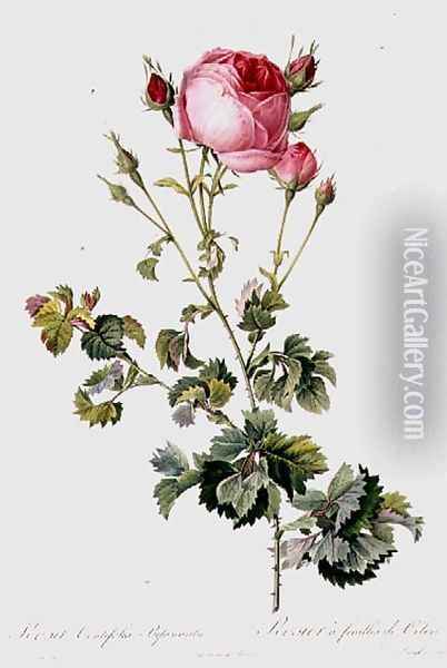 Rosa Centifolia Bipinnata Oil Painting - Pierre-Joseph Redoute