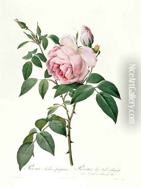 Rosa chinensis and Rosa gigantea, from Les Roses, 1817 Oil Painting - Pierre-Joseph Redoute