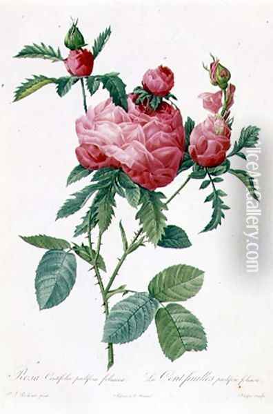 Rosa Centifolia Prolifera Foliacea Oil Painting - Pierre-Joseph Redoute