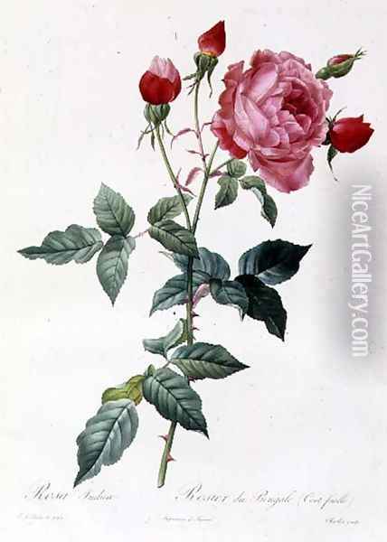 Rosa Indica Oil Painting - Pierre-Joseph Redoute