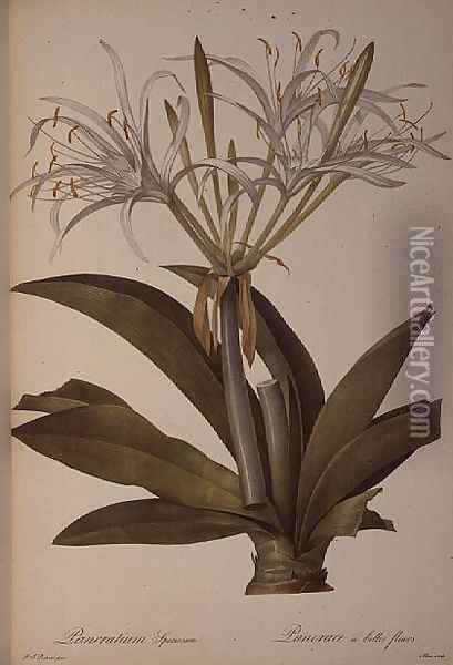 Pancratium speciosum, from Les Liliacees, 1806 Oil Painting - Pierre-Joseph Redoute