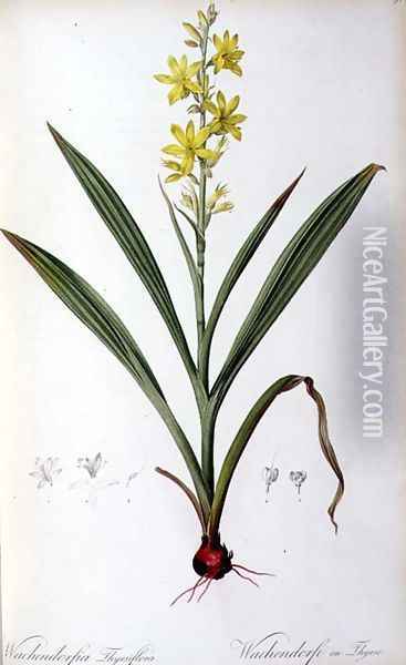 Wachendorfia Thyrsiflora, from Les Liliacees Oil Painting - Pierre-Joseph Redoute