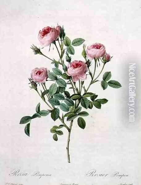 Rosa pomponia, engraved by Langlois, from Les Roses, 1817-24 Oil Painting - Pierre-Joseph Redoute