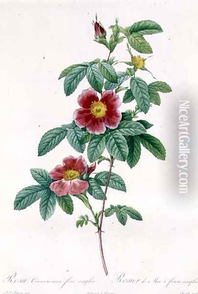 Rosa Cinnamomea Flore Simplici Oil Painting - Pierre-Joseph Redoute