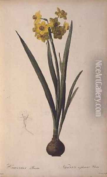 Narcissus Lazetta, from Trew Plantae Selectae Oil Painting - Pierre-Joseph Redoute