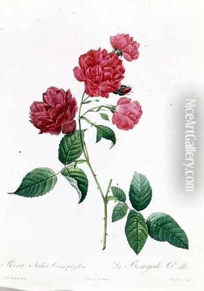 Rosa Indica Caryophyllea Oil Painting - Pierre-Joseph Redoute