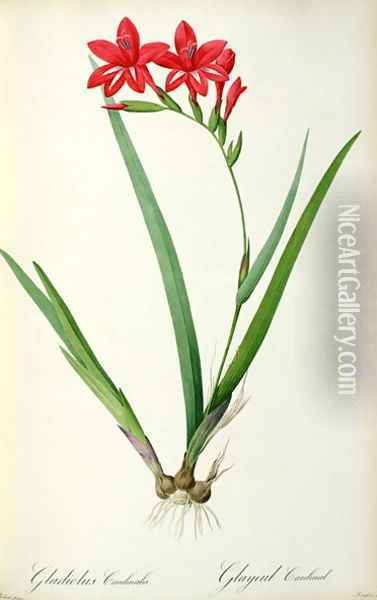 Gladiolus Cardinalis, from Les Liliacees Oil Painting - Pierre-Joseph Redoute