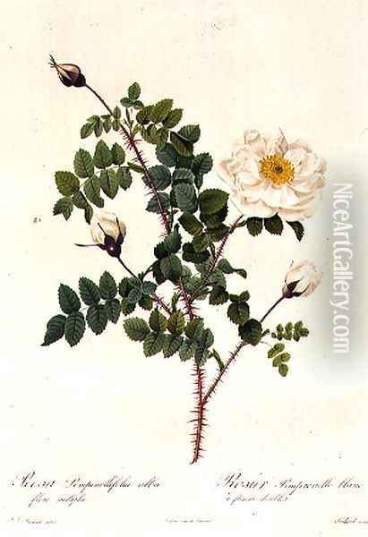 Rosa Pimpinellifolia Alba Flore Multiplei Oil Painting - Pierre-Joseph Redoute
