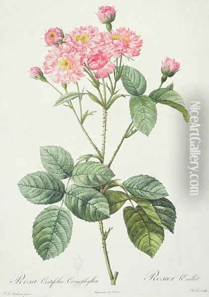 Rosa Centifolia Caryophyllea, engraved by Charlin, published by Remond Oil Painting - Pierre-Joseph Redoute