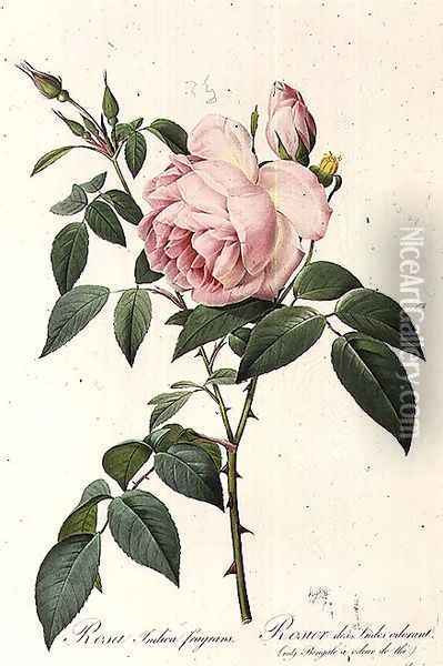 Rosa Indica Fragrans, engraved by Langlois, published by Remond Oil Painting - Pierre-Joseph Redoute