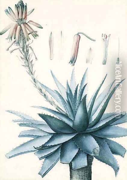 A blossoming Cactus with botanical Studies of its Flower Oil Painting - Pierre-Joseph Redoute
