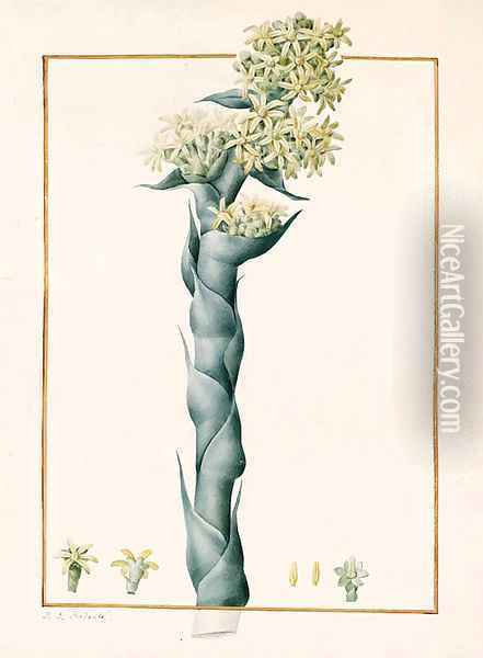 Aeonium caespitosum Oil Painting - Pierre-Joseph Redoute