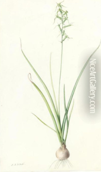 Hyacinthus Viridis Oil Painting - Pierre-Joseph Redoute