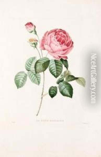 Le Bouquet Royal Oeuvre Posthume De P.j. Redoute. Oil Painting - Pierre-Joseph Redoute