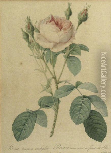 Rosa Alba Foliacea; Rosa Muscosa Multiplex,from Les Roses Oil Painting - Pierre-Joseph Redoute