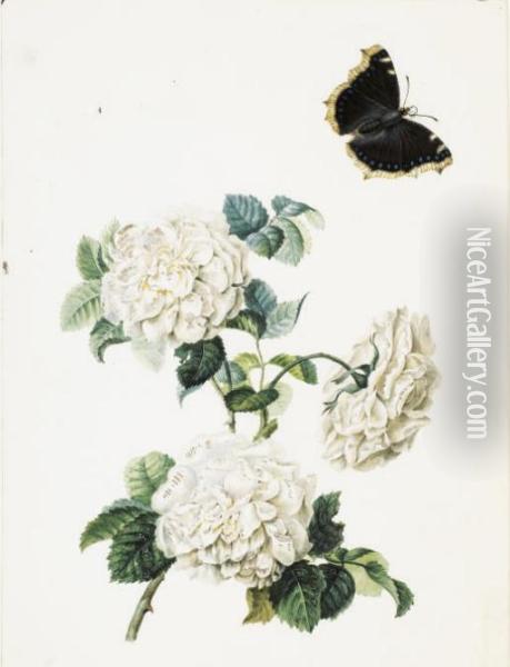 Trois Roses Blanches Et Un Papillon (recto); Esquisse D'unetulipe Jaune (verso) Oil Painting - Pierre-Joseph Redoute