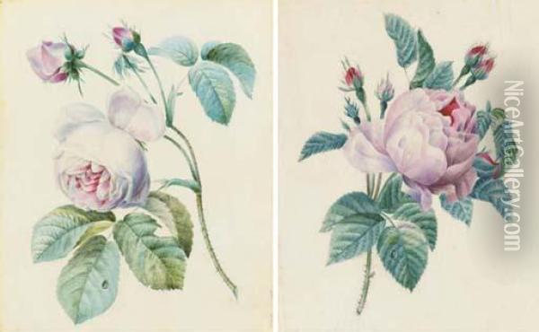 Une Rose Avec Trois Bourgeons; Et Deux Roses Avec Deuxbourgeons Oil Painting - Pierre-Joseph Redoute