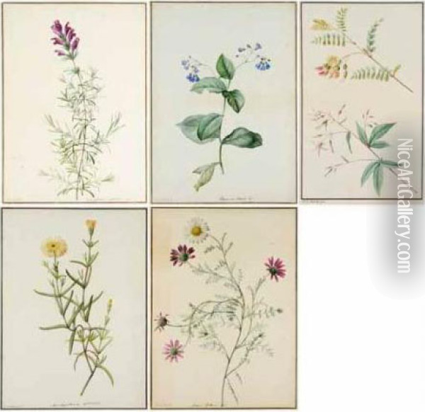 A Group Of 5 Original Watercolour Drawings Of Plants. French, Late-eighteenth Century Oil Painting - Pierre-Joseph Redoute