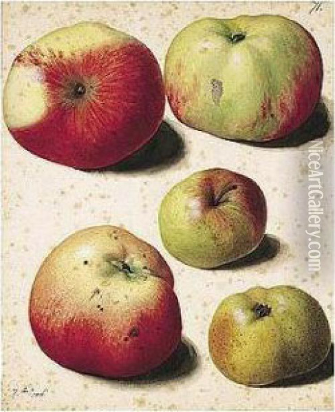 Five Apples Oil Painting - Pierre-Joseph Redoute