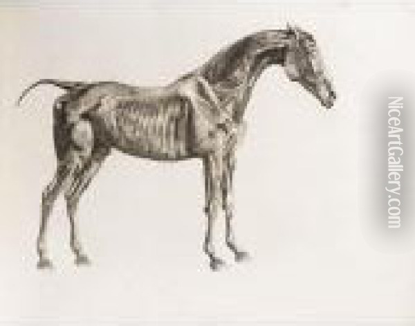 The Anatomy Of The Horse Oil Painting - George Stubbs