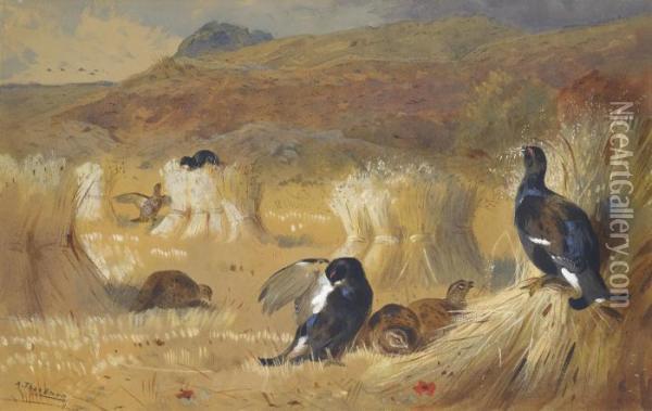 Blackcock In A Field Oil Painting - Archibald Thorburn