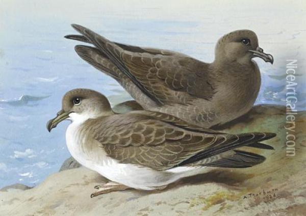 Great Shearwater And Sooty Shearwater Oil Painting - Archibald Thorburn