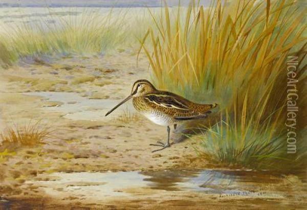 Snipe Near Water Oil Painting - Archibald Thorburn