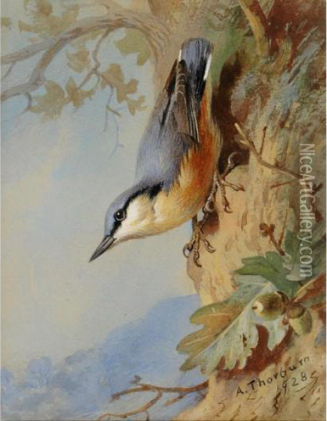 Nuthatch Oil Painting - Archibald Thorburn