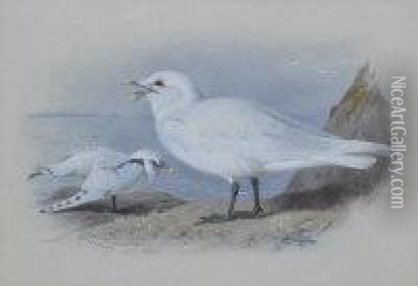 Ivory Gull Oil Painting - Archibald Thorburn
