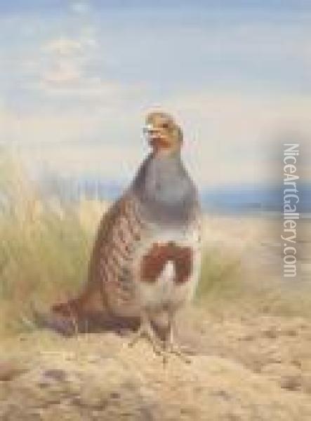 Grey Partridge Oil Painting - Archibald Thorburn